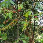 Coffee Plantation at Gorgora