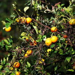 Fruit at Gorgora